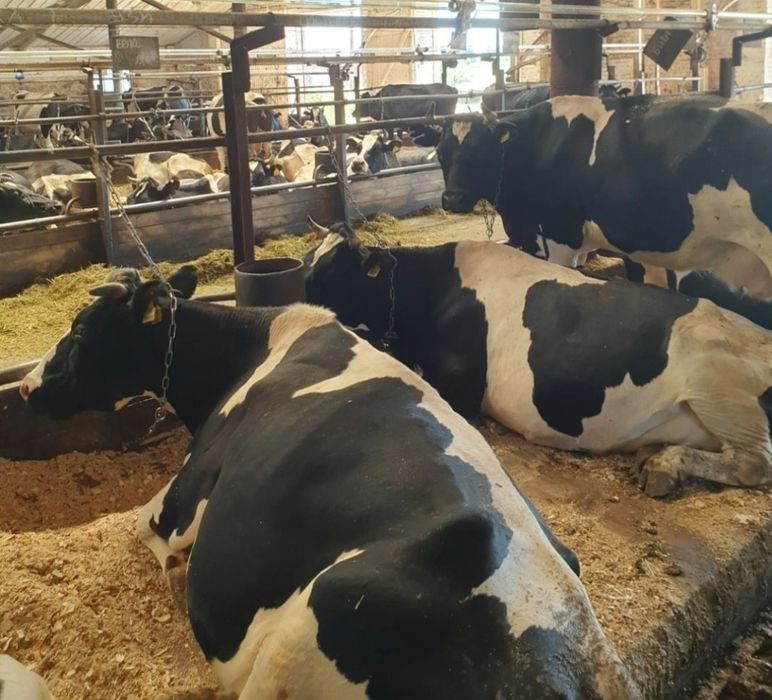 Молочные коровы стельные и оттелившиеся