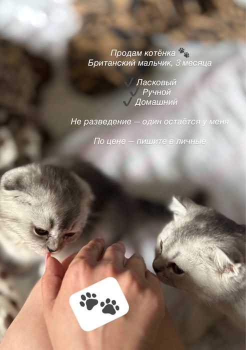 Британский 4 месяца / ласковые