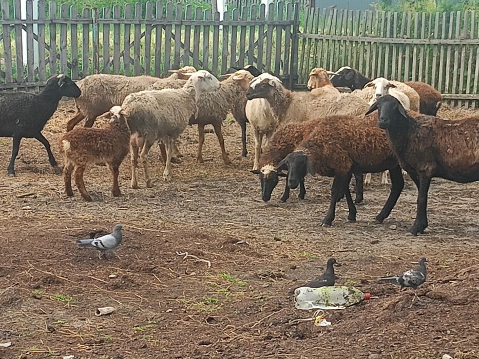 Продам овцематок на развод.
