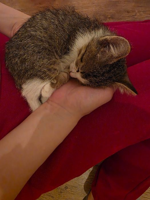 Котёнок мальчик в добрые руки