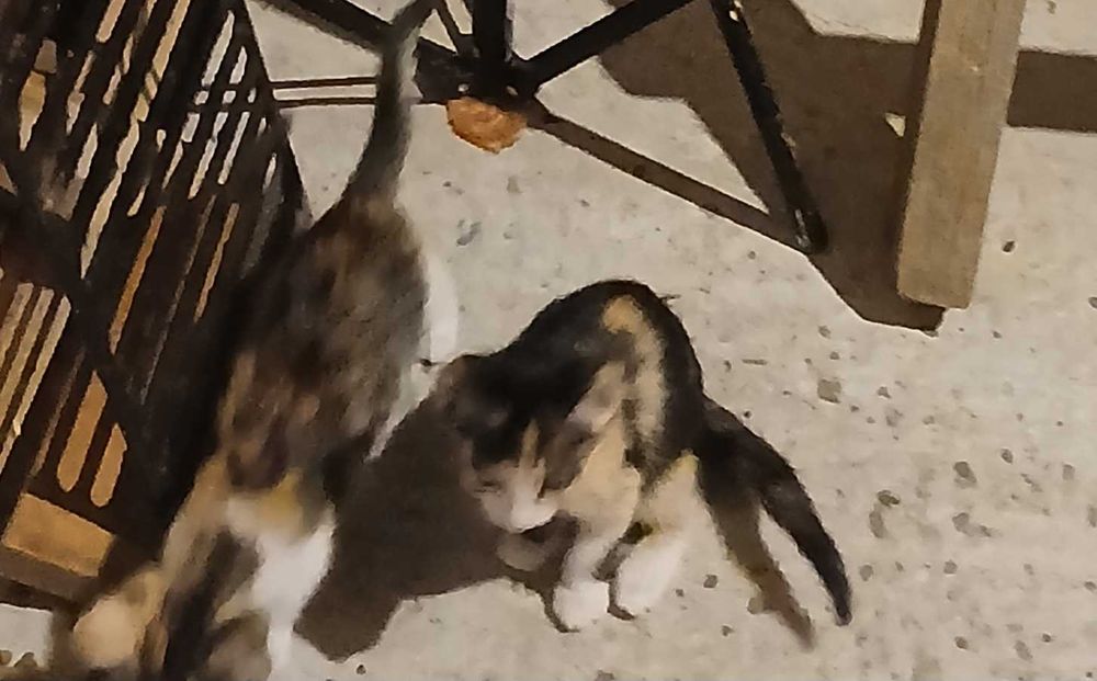 Animale de companie
