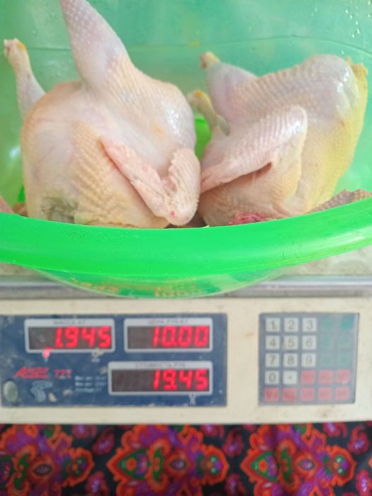 Domashni tavuq joʻja xoʻroz goʻshtlari.Tiriklayin ham yuboramiz