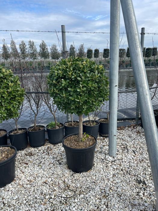 Plante Decorative Natura