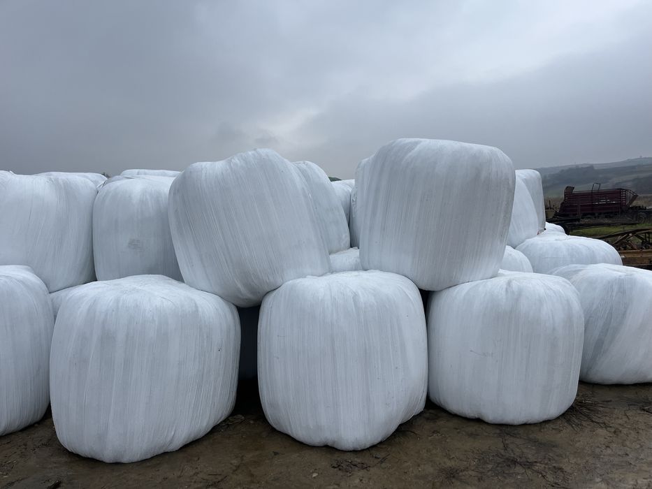 Baloti de lucerna infoliati