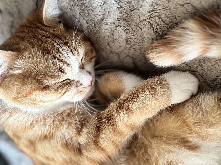 Отдам кошку бесплатно