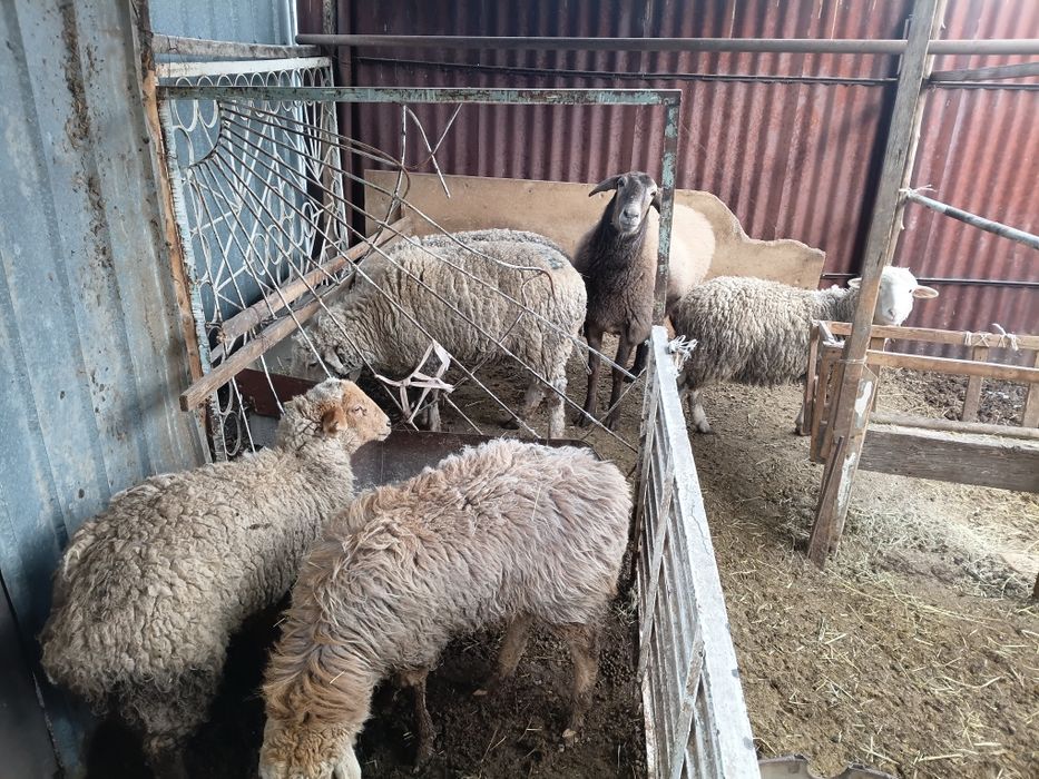 Қой, токты, бараны, овцы