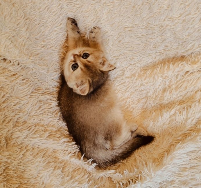Котята Шиншиллы Британские