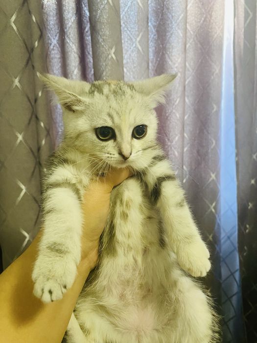Котенок девочка!