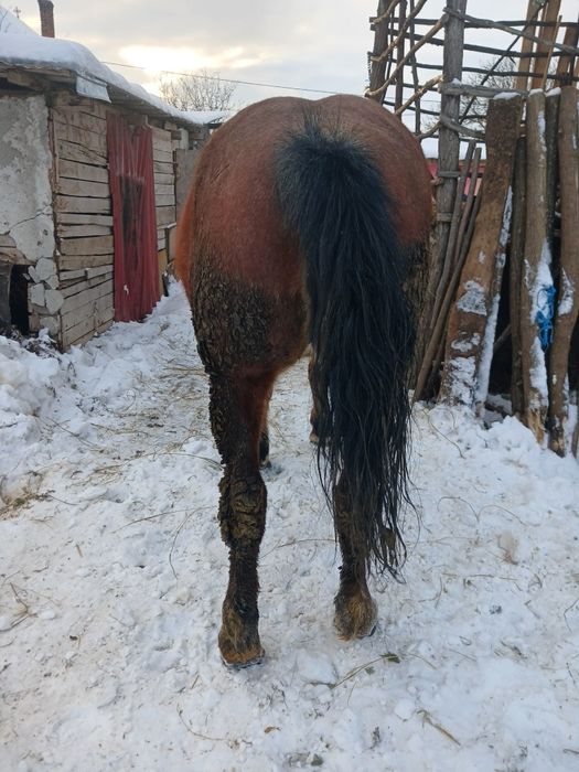 Vând manza de 4 ani cu pașaport