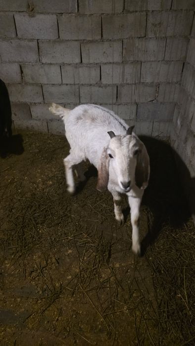 Англо нуби ешкі сатылад