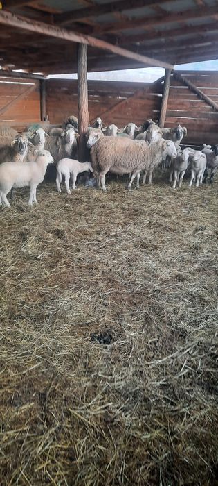 Vând 15 oii metiș de carne cu mieii