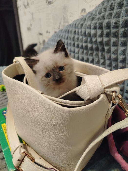 Красивые  котята