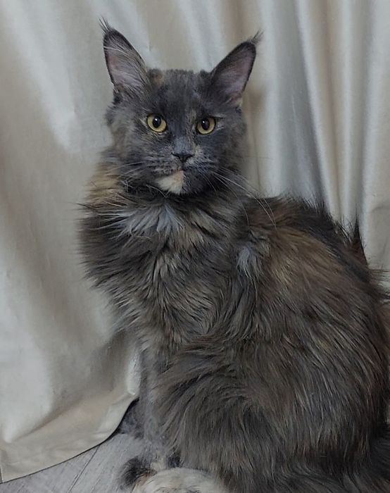 Свободная кошечка Мейн-кун