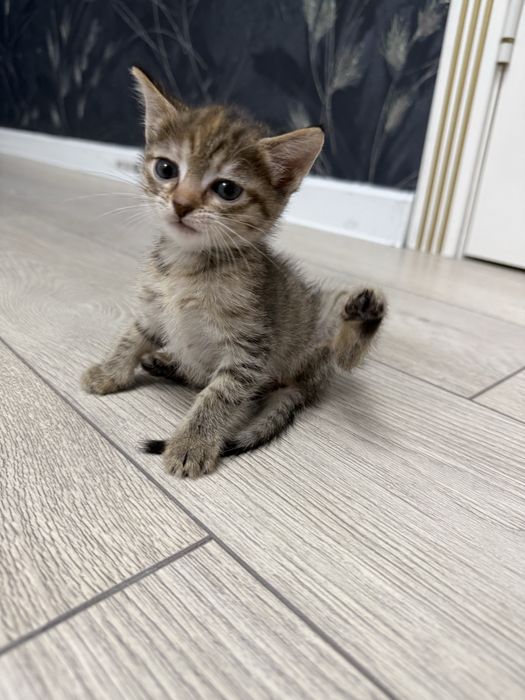 Отдам котенка в добрые руки