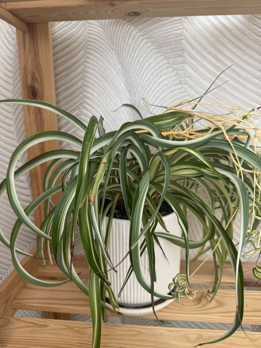 Продам комнатные цветы