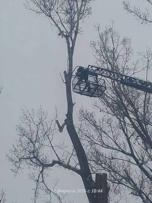 Агаш кесемиз спил деревьев