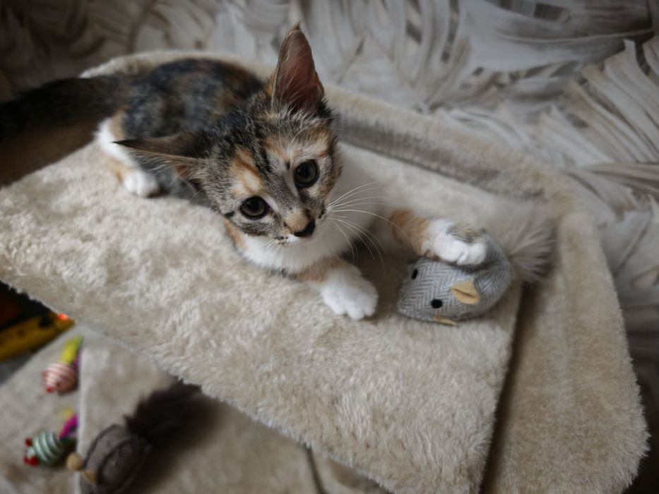 Домашно коте търси дом