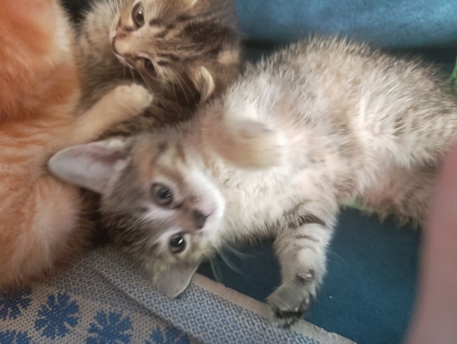 Котята крысоловы шикарные