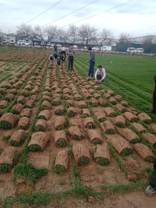 Gazon tayor ruloni 55 ming