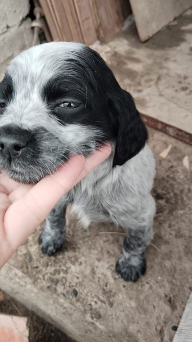 Продам щенят русский спаниель