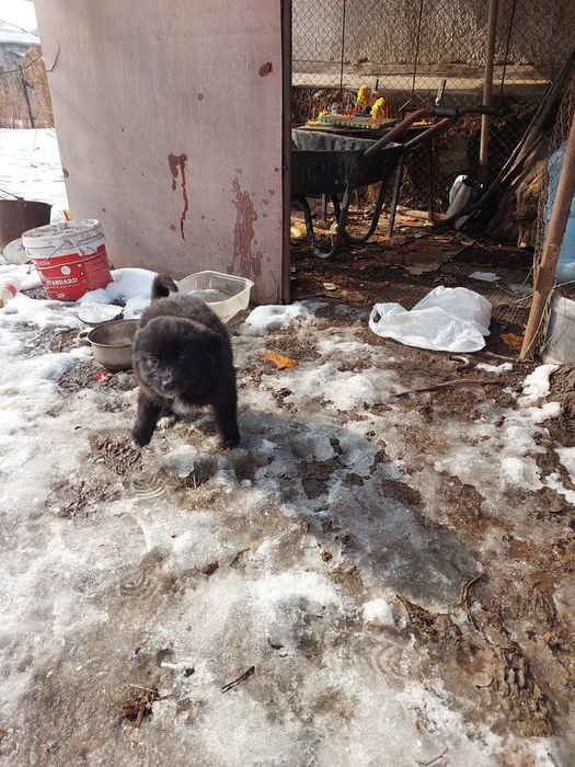 Отдам в добрые руки