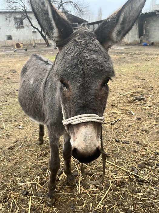 Есек бар сатылады