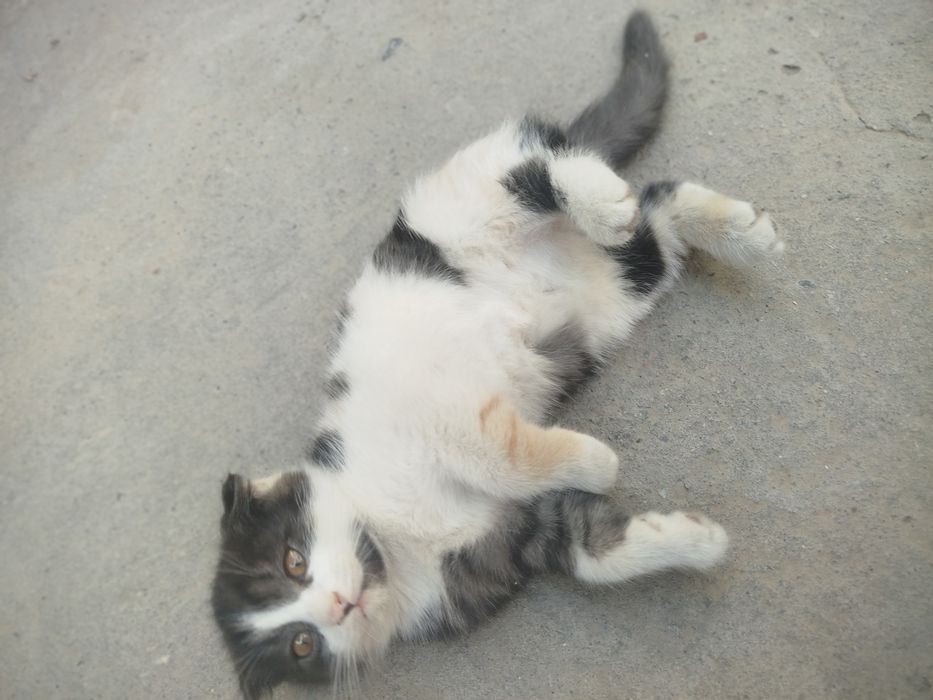 Mushuk bolasi 2oylik