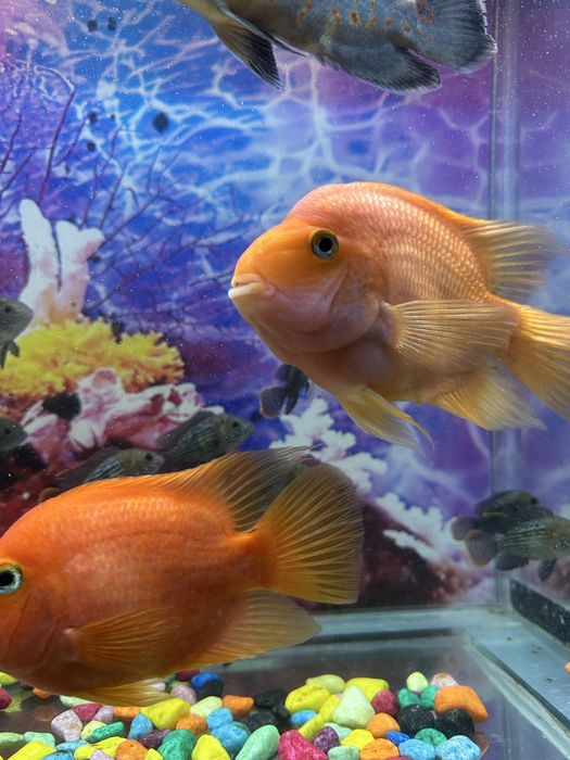 Qizil papugay akvariumni baliq kattaligi 20 /25 sm