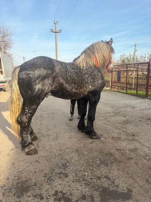 Vând armăsar sânge rece ungurescv