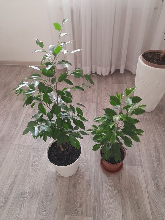 Фикусы  Бенджамина, 2 500 тг