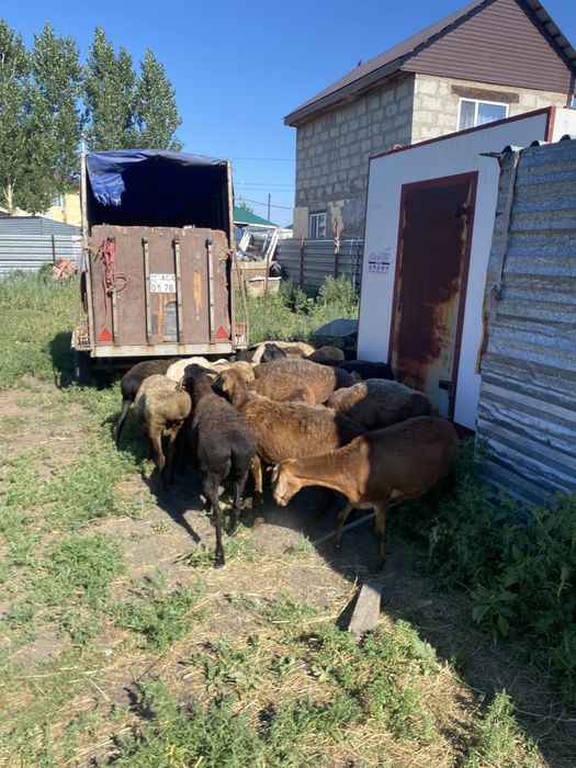 Продам баран 130-170