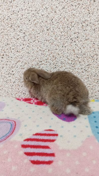 Iepuri pitici urgent