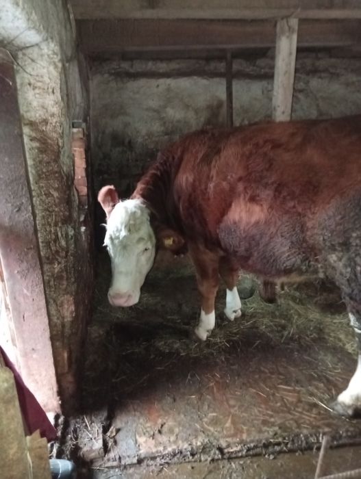 Vând  junincă gestantă