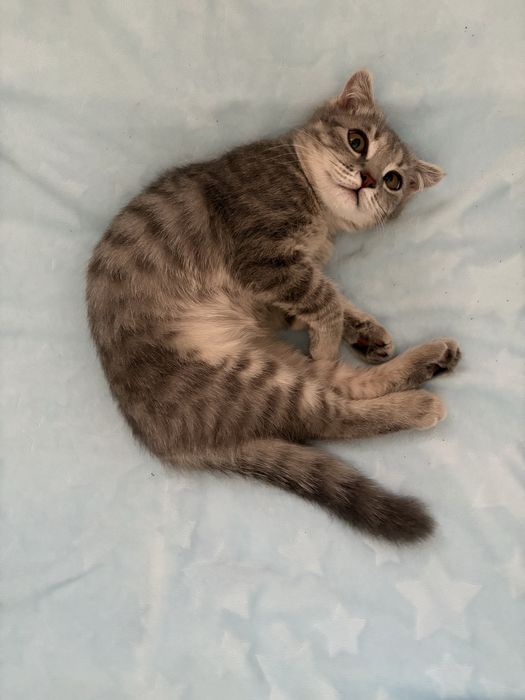 Отдам котенка шотландца