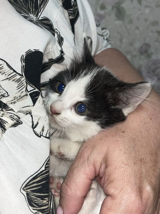 котята бесплатно