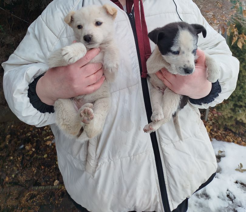 Щенки метисы бесплатно!