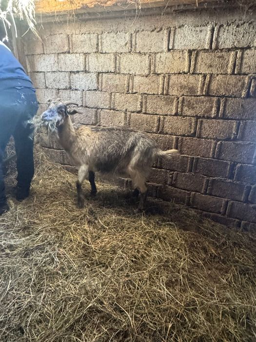 Capre de vânzare de rasa