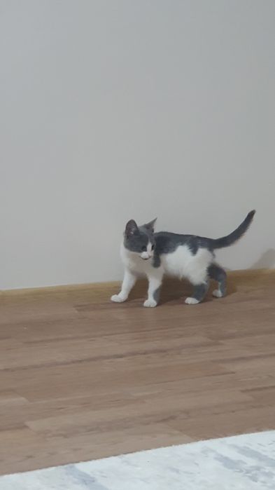 Котенок мальчик 2-3месяца