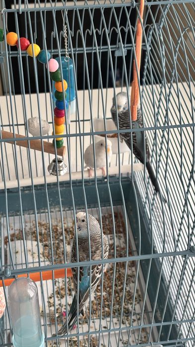 Попугай сатамын….