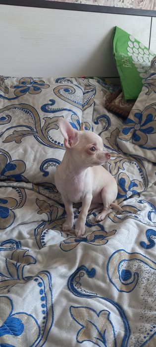 Щенки   чихуахуа