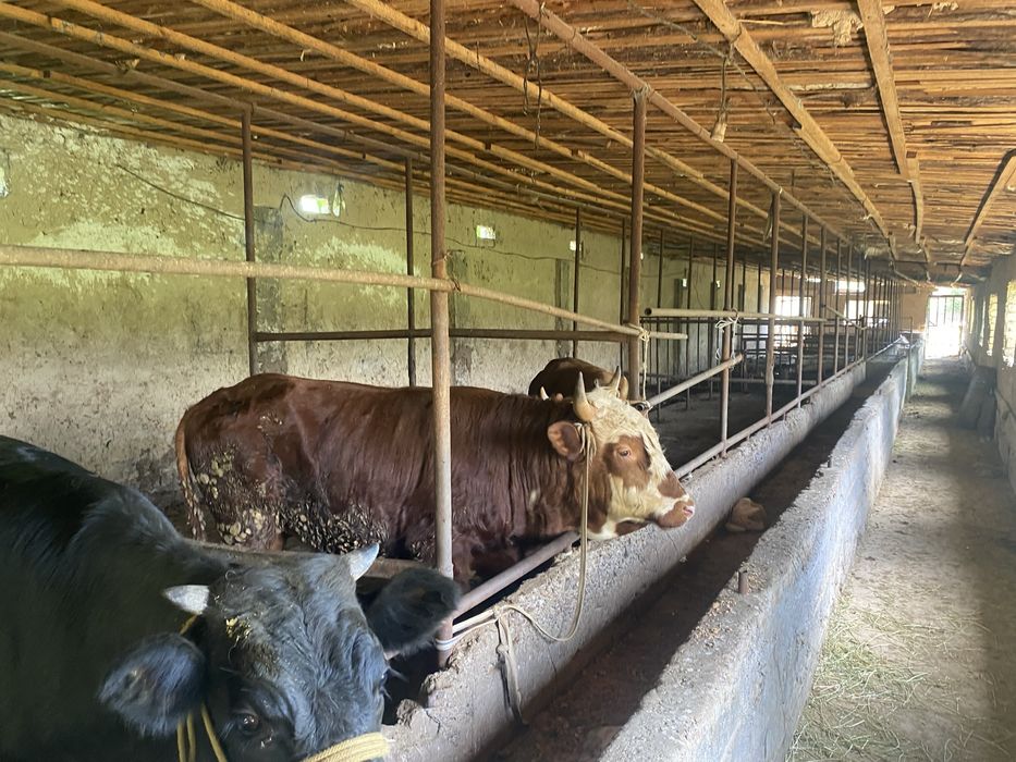 Продажа действущий теплицы