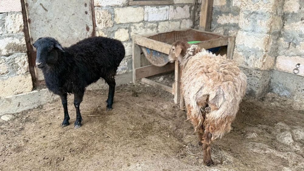 Екі ұрғашы тоқты сатылады  екеуде семіз