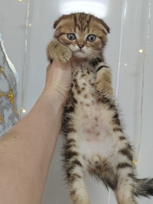 Котята золотисто-чёрный мрамор.