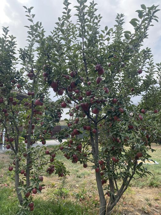 Продам яблоки Американка