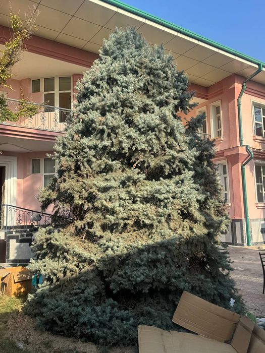 Арча сотилади срочна