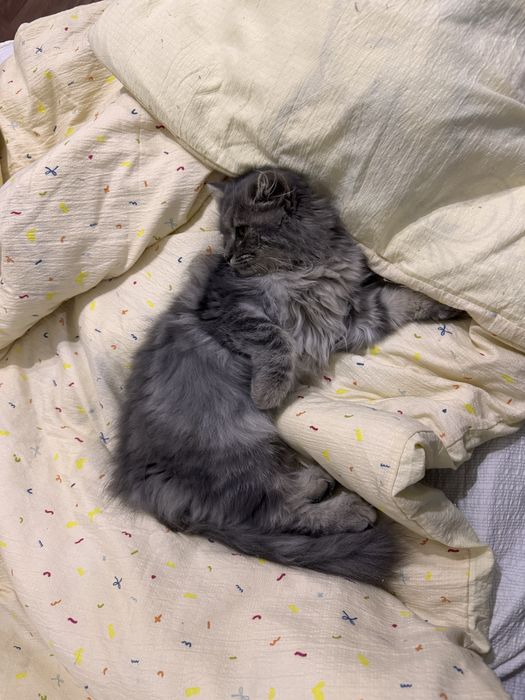 Отдадим кошечку в любящие руки