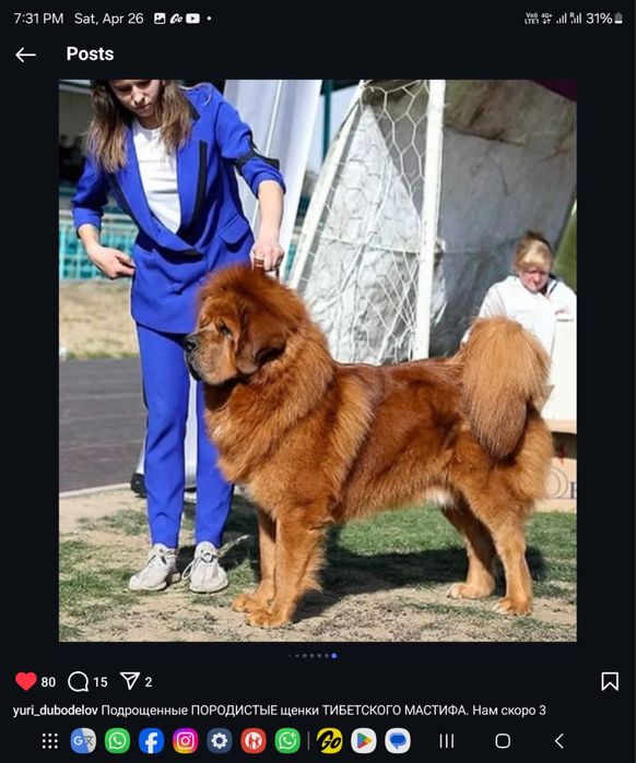 Тибетский мастиф