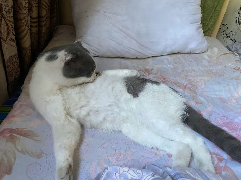 Шотландский вислоухий кот