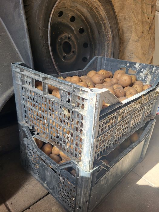Продам семене гала
