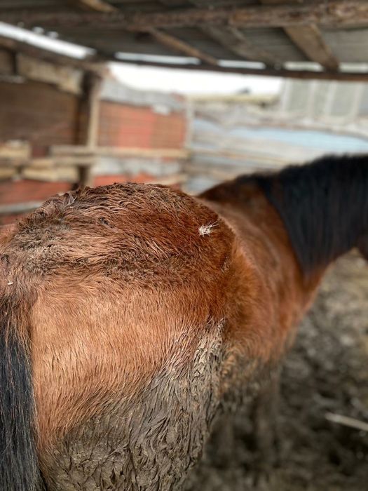 Продам тай с откорма